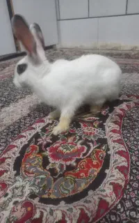 خرگوش سفید