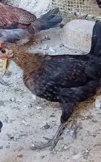 نیمچه گلین لری