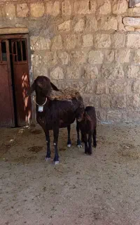 میش افشار سنجابی