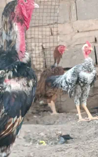 مرغ لاری خاش