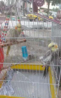 عروس هلند جفت با کلیه وسایل 3میلیون