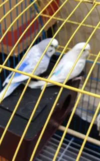 مرغ عشق رنگ خاص