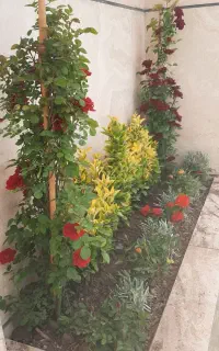 باغبان بهشت