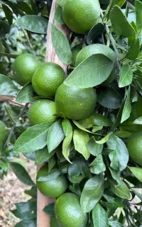 مرکبات نارنگی ژاپنی