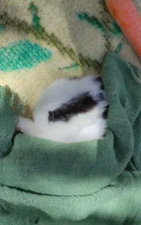خرگوش