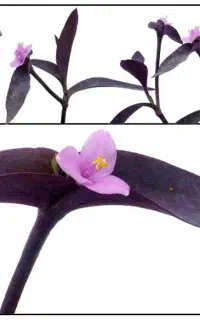 گلدان و قلمه گل قلب ارغوانی / برگ بیدی