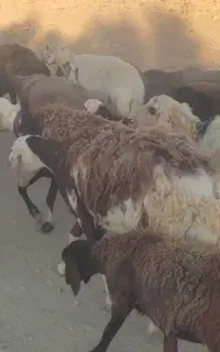 میش فروشی