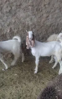 4عدد تیشتر پاکستانی درجه یک