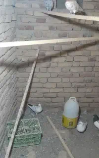 کفتر