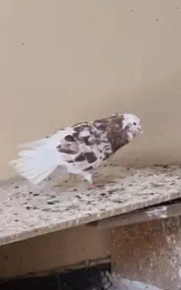 کفتر