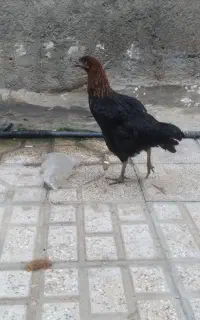 یک عددمرغ
