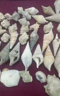 حلزون دریایی