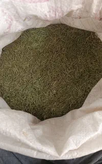 فروش رزماری