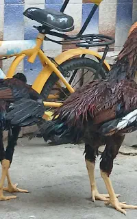 خروس لاری۵ماهه اصیل ۲عدد