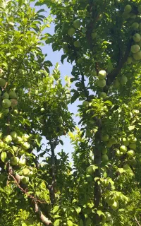 اجاره باغ آلو