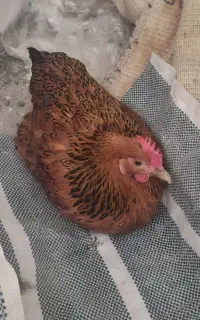 مرغ گمشده