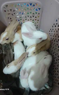 بچه خرگوش