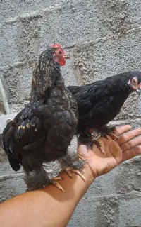 جوجه کوشین پا پر اصیل