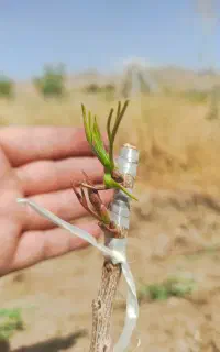 پیوند پسته به صورت تضمینی