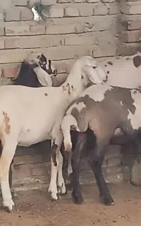 توقلی ماده مخصوص داشتی