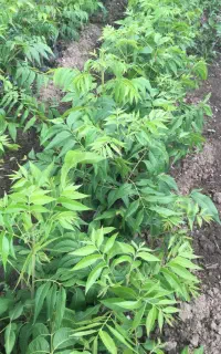 گردوپکان‌گرمسیری پیوندی گلدانی