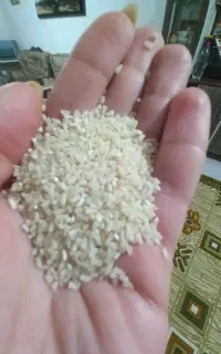نیم دانه طارم