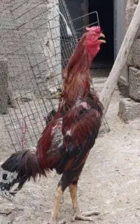 خروس لاری اصل