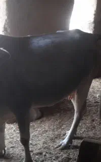 گاو بلوچی گوساله نر