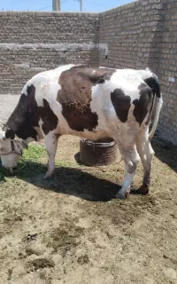 گاوسیمنتال
