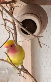 یک جفت کوتوله دارن لونه گرم میکنن