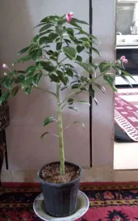 گل طبیعی