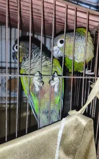 جفت گریچیک