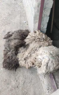 پشم گوسفند