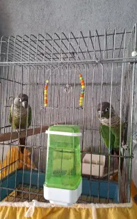 گرنچیک