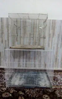 قفس