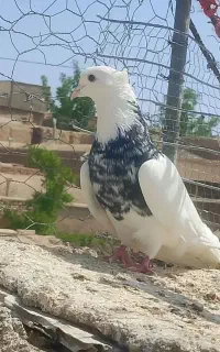کلفه سرورماده یاری قانات گرفته شد