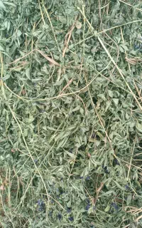 یونجه درجه یک خشک خشک بدونه ساقه