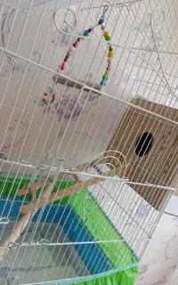 قفس پرنده