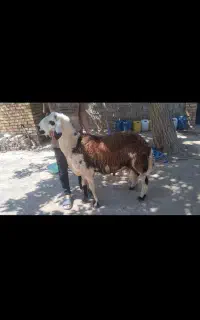 شیشک دودندان پلنگی