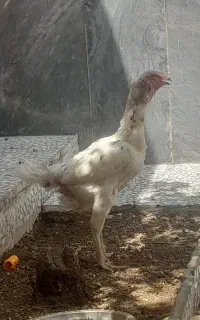 مرغ لاری تخمگذار