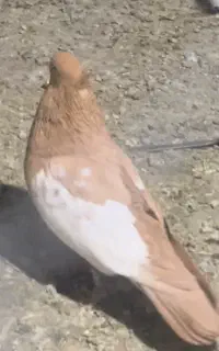 گمشده گمشده کفتر کبوتر