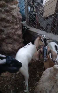 کهره نر و ماده چاق
