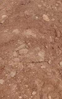 کود  گوسفندی