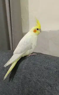 پرنده