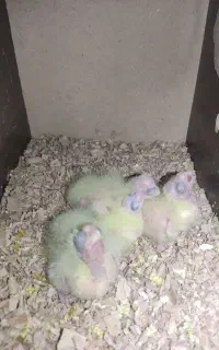 جفت عروس هلندی رو تخم