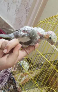 عروس هلندی