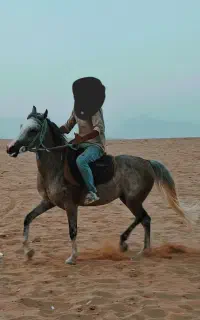 مادیان کورسی یکسر عرب
