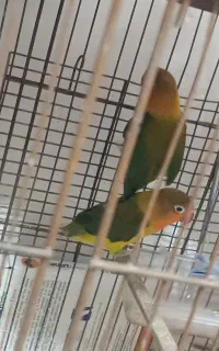 5عدد کوتوله بالغ
