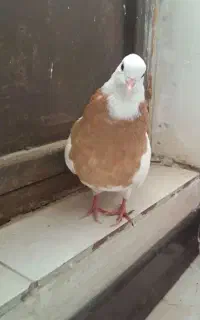 سلام جفت نرو ماده طوقی زرد