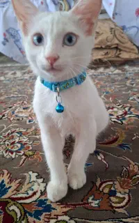 واگذاری گربه